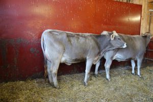 k-Nescardo bei Holzknecht